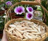 Bánh đuông Bến Tre: Nhìn như đuông dừa, ăn lại giòn tan!