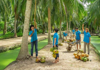 Điểm tin Xứ Dừa ngày 20/09/2026: Dừa hữu cơ nâng giá trị cây dừa Bến Tre