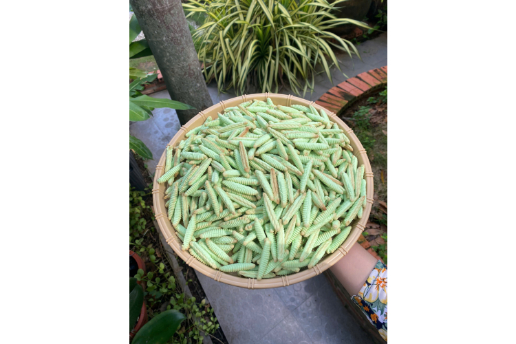 Bánh Đuông Sữa Hương Dứa Nướng Cháy Bến Tre – Túi 500g